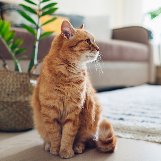 猫
